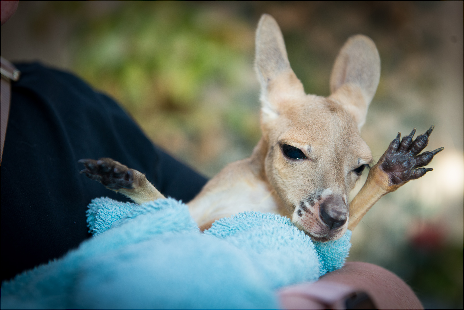 Baby Kangaroo at Josephine's Gallery and Kangaroo Orphanage at Coober Pedy, South Australia