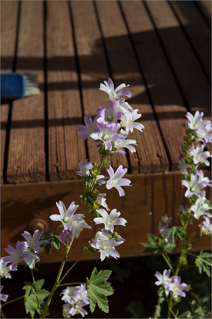 Desert Flowers at the William Creek Van park on the Oodnadatta Track, S/A