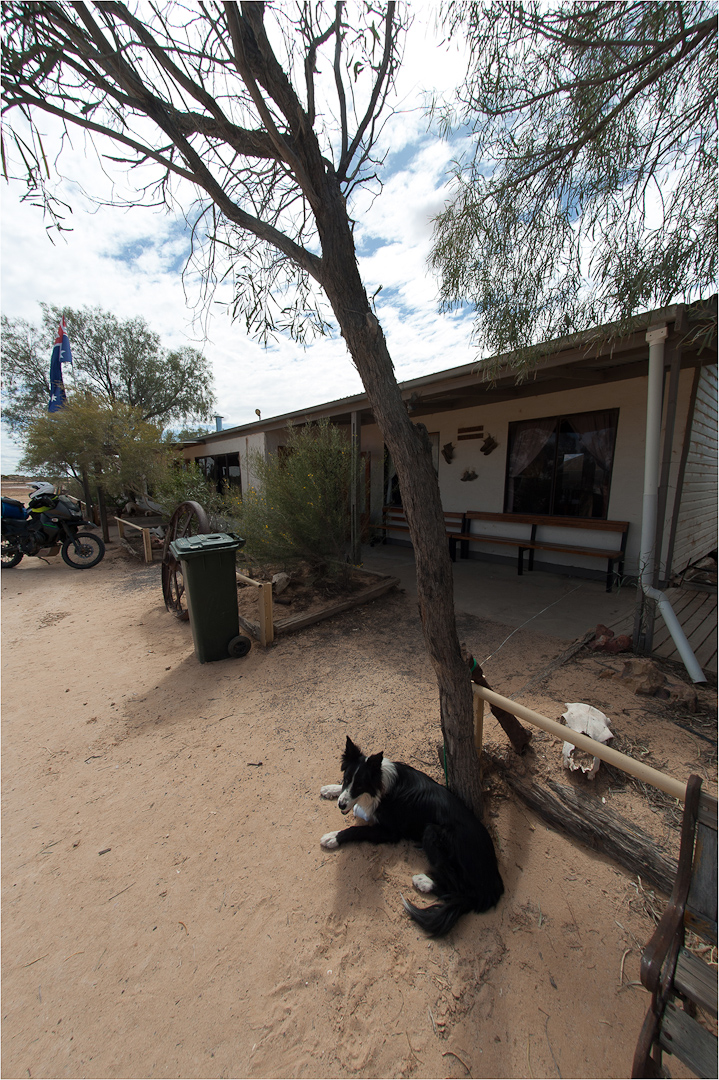 Koda the Blunder doggie outside the Mungerannie Pub