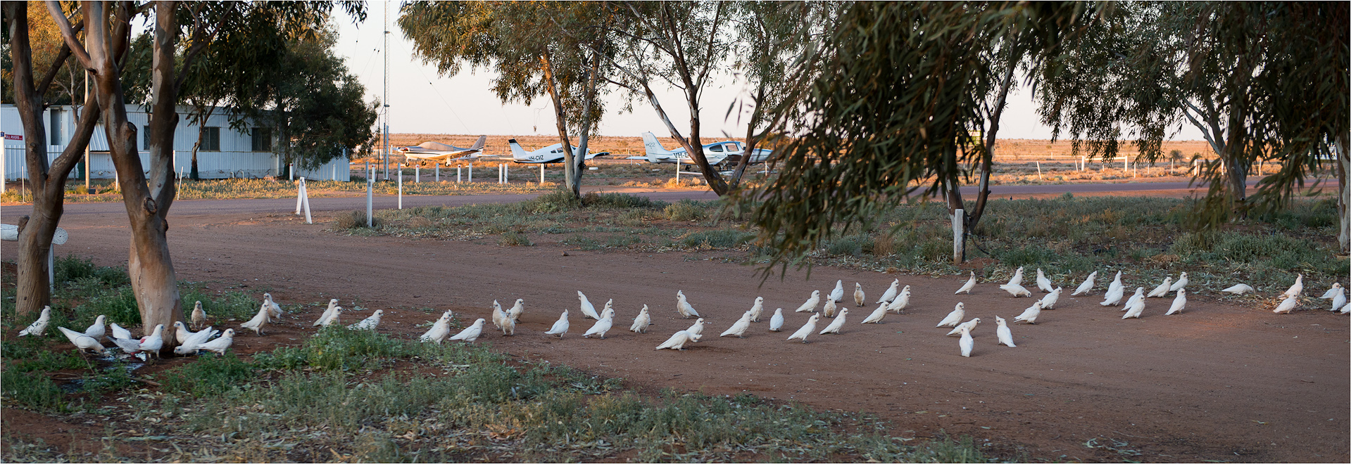 Birds of a feather at William Creek Van park on the Oodnadatta Track, S/A