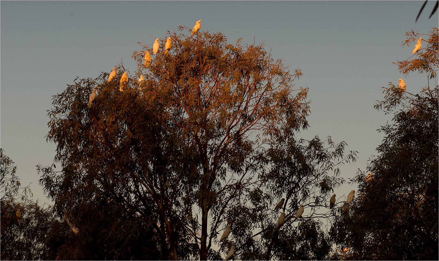 William Creek Van park on the Oodnadatta Track, S/A