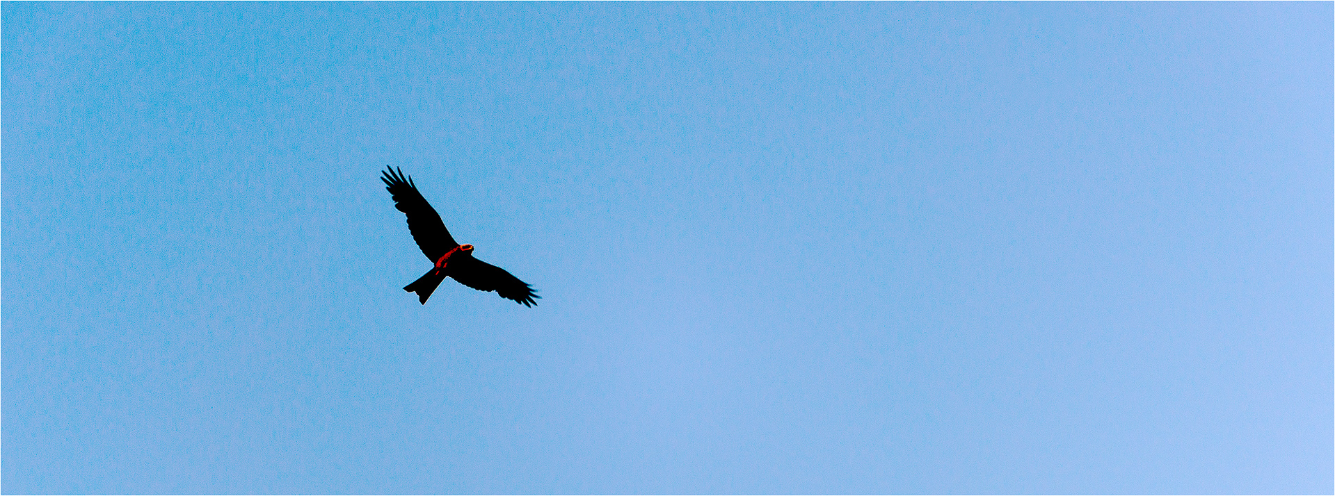 A bird of prey above William Creek on the Oodnadatta Track, S/A