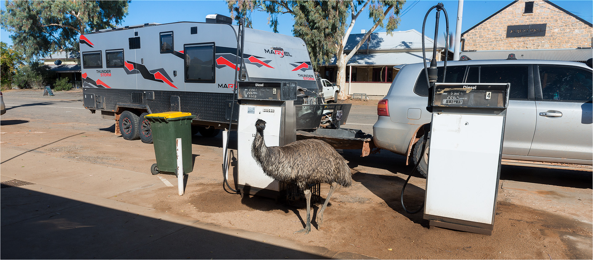 Bob the Emu at Tibooburra, NSW